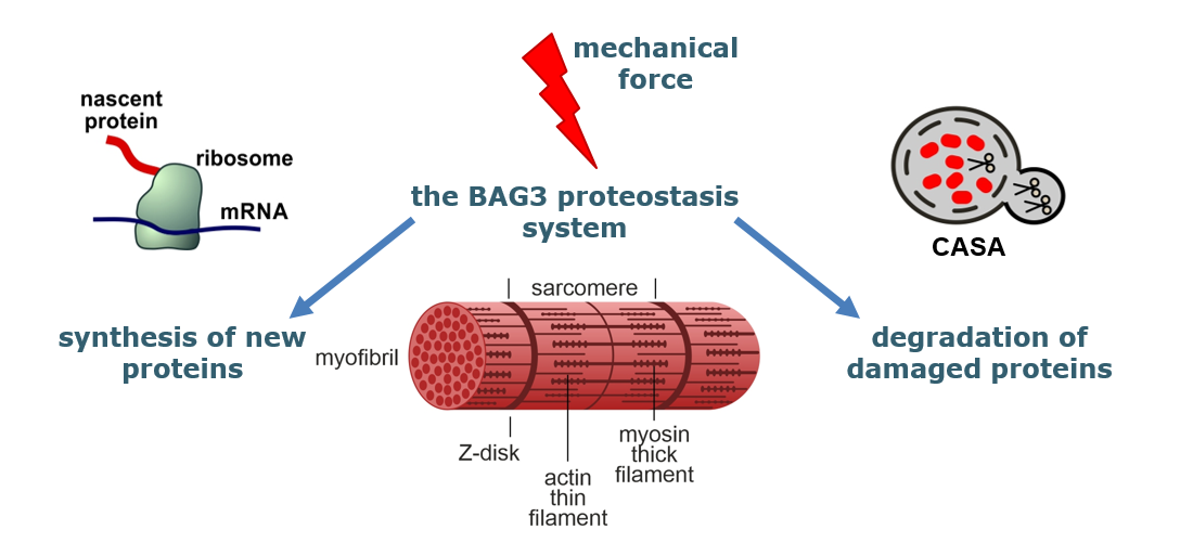 bag3 proteostasis.PNG