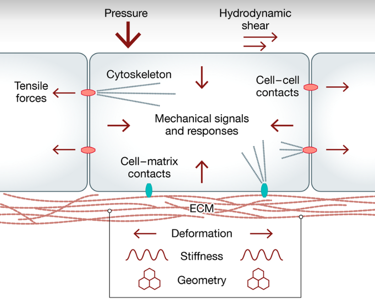 cell mechanics.PNG