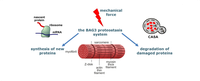 proteostasis.png