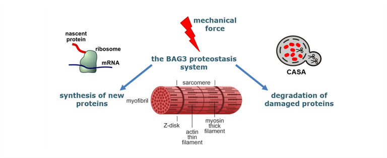 proteostasis.png