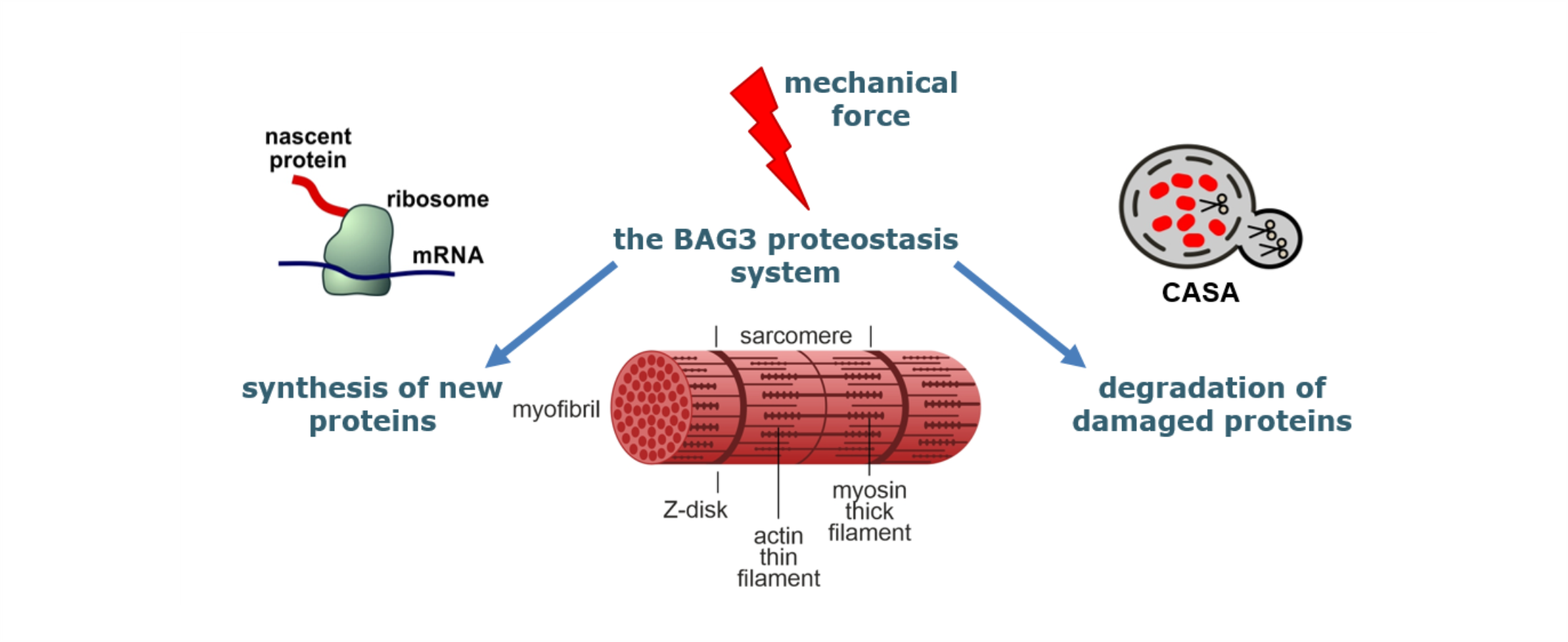 proteostasis.png