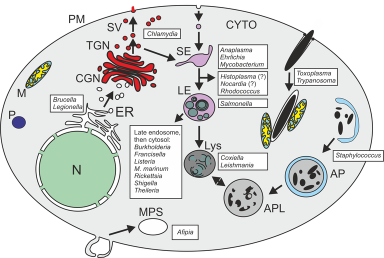 eucaryotic_cell_scheme.png