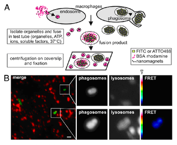 phagosome-endosomefusion.png