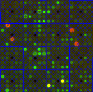 Macroarrays