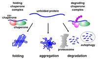 Model Proteinhomoestase.PNG