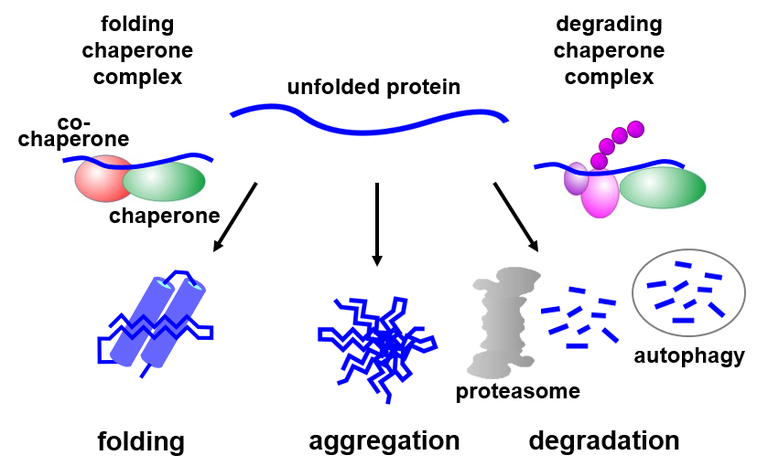 Model Proteinhomoestase.PNG